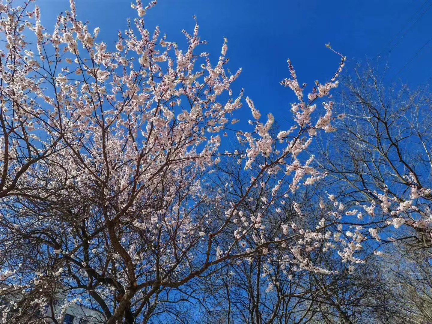 春日狂想——或是记高中与青春